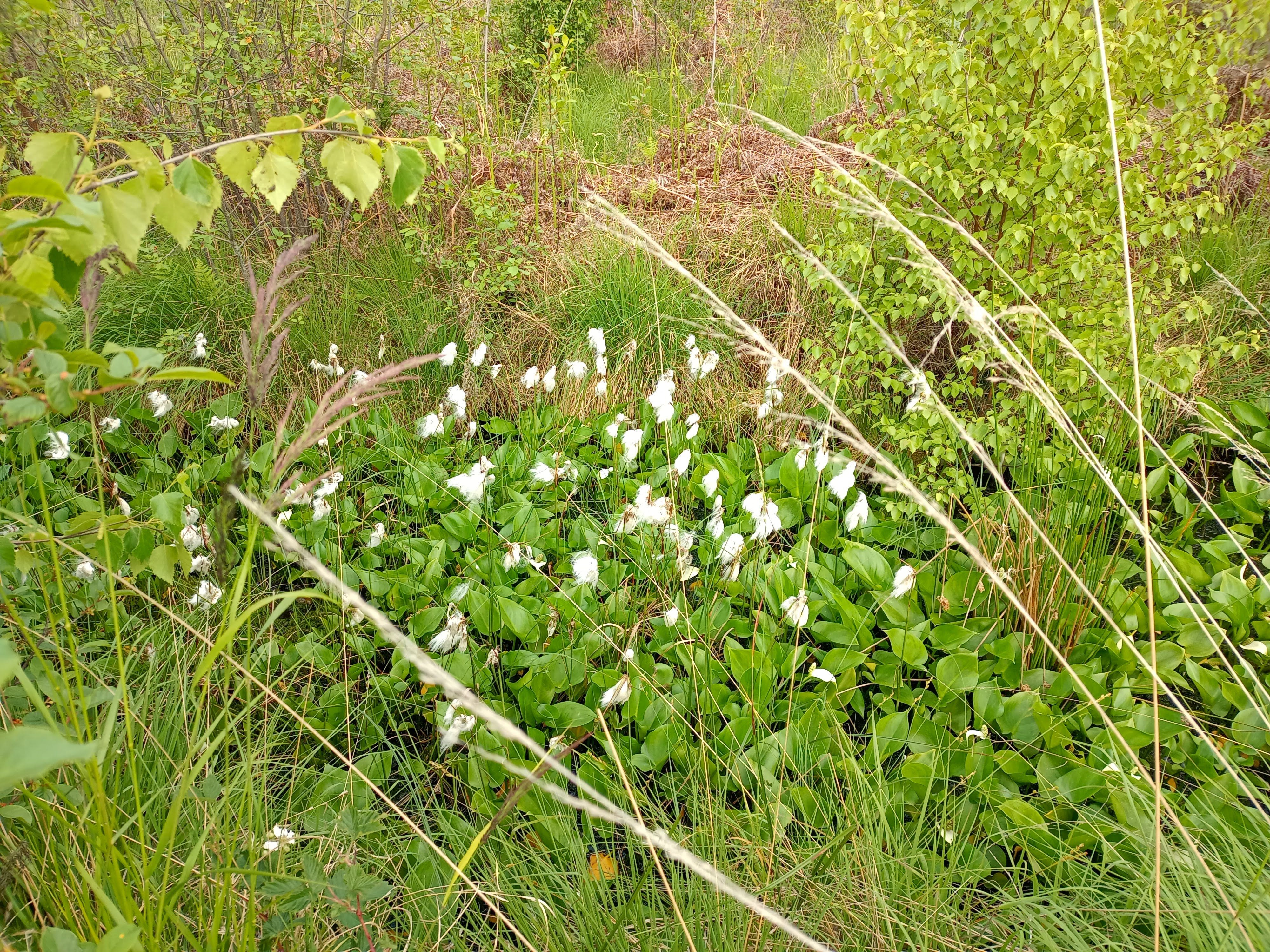 Wildblumen in einer offenen Wiese, Sommerstimmung