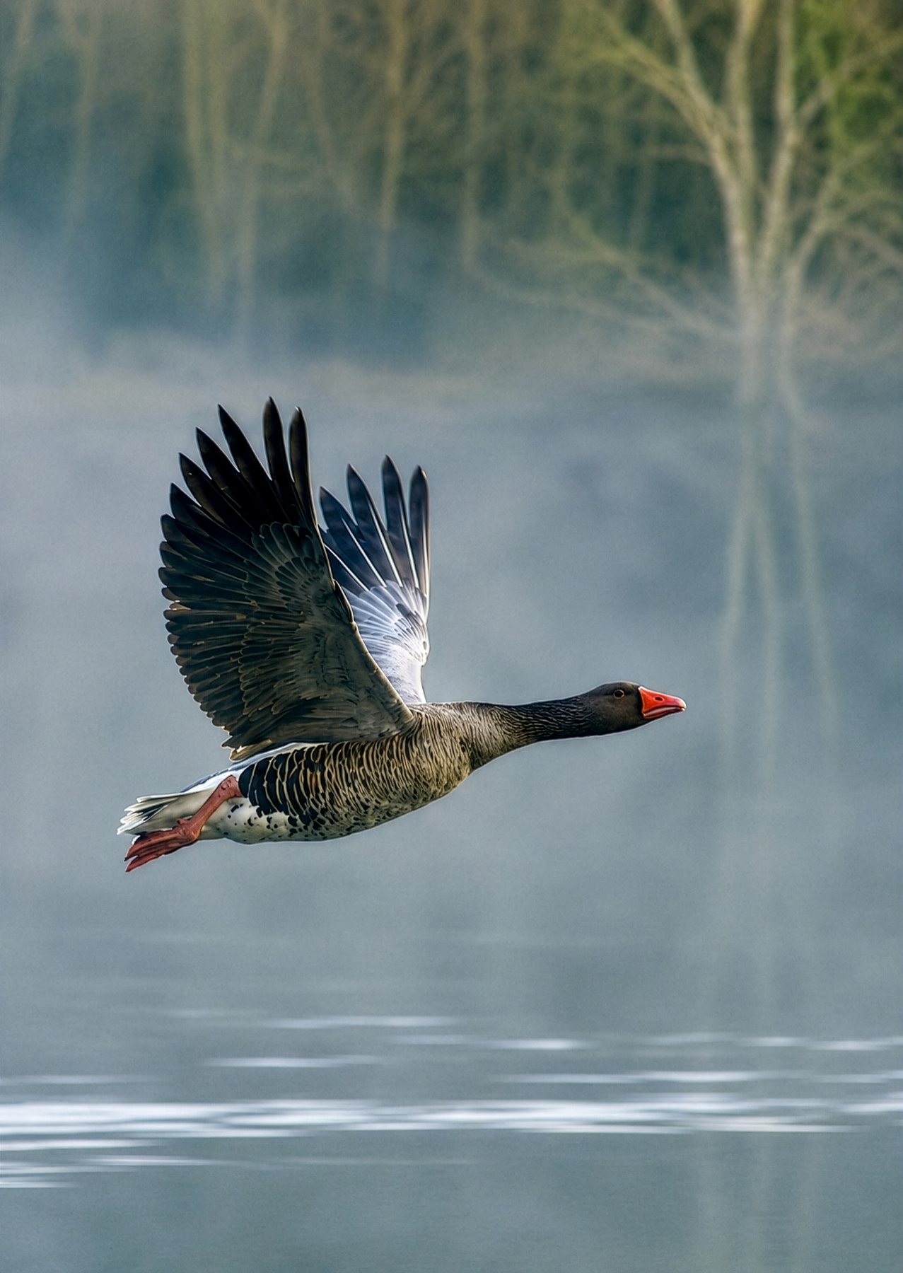 Graugans im Morgennebel — Foto: Sünje Doose