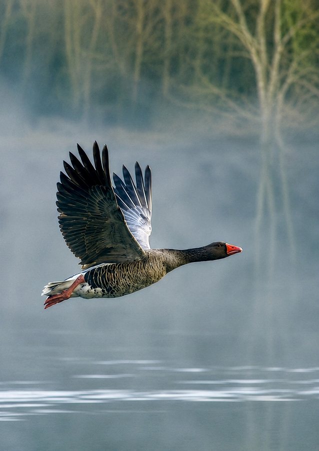 Graugans im Morgennebel — Foto: Sünje Doose