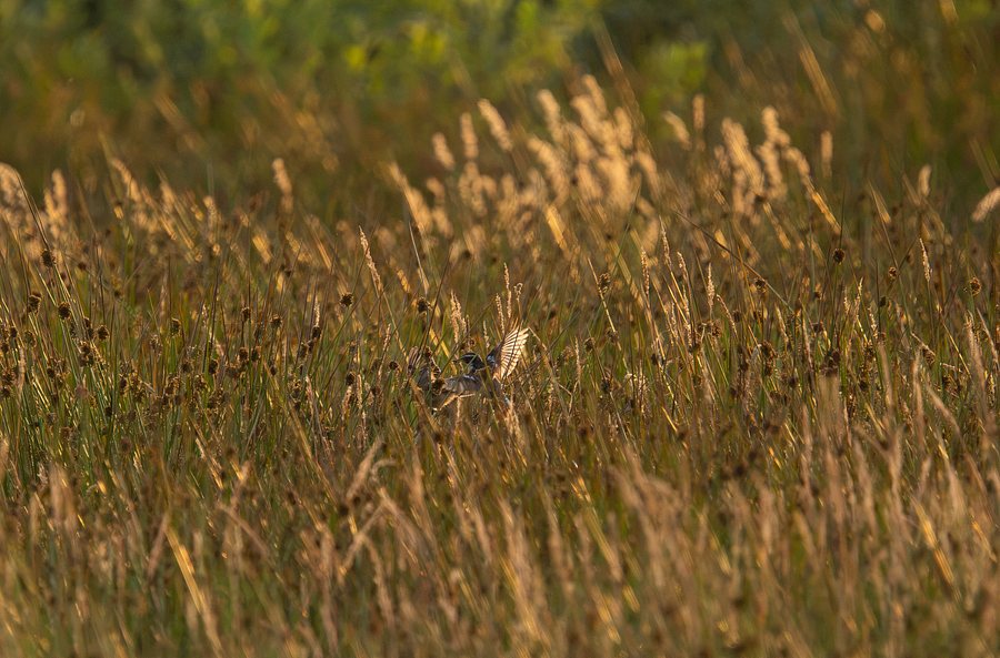 Braunkehlchen im Flug — Foto: Maraike Storm