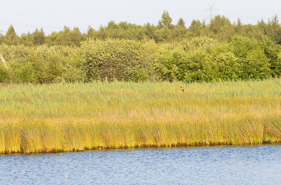 Schwalbe im Flug — Foto: Maraike Storm