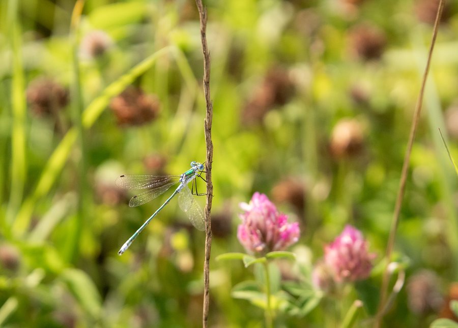 Binsenjungfer auf Rotklee im Wilden Moor — Foto: Tom Schönyan