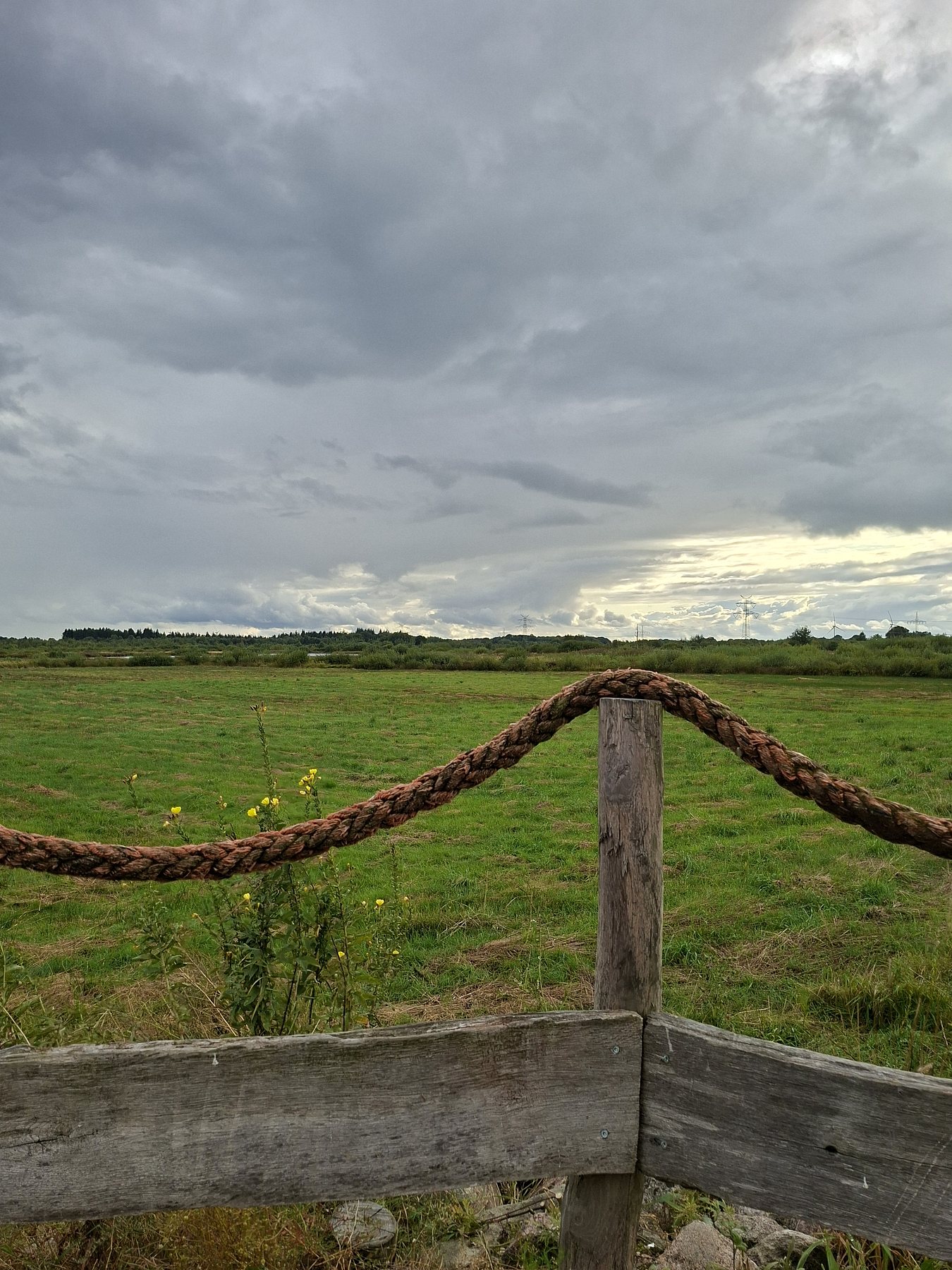 Nachtkerze am Ausguck — Foto: Ute Burmester 